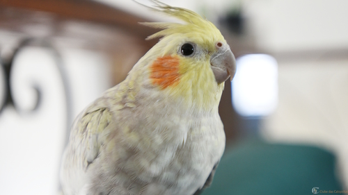 pito busto[87259].JPG