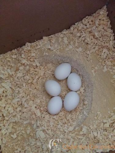 ovos 3.jpg