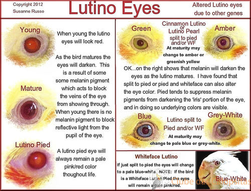 EYE-Lutino-ILLUS.jpg