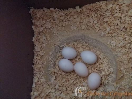 ovos.jpg