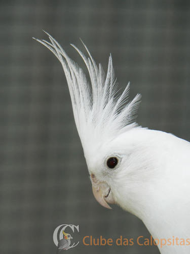 wf heavy pied head.JPG