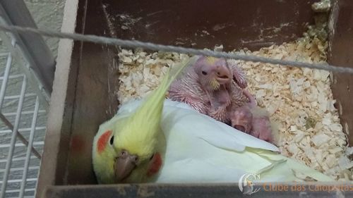 Bb 1 e Bb 2 13-10-2014.jpg