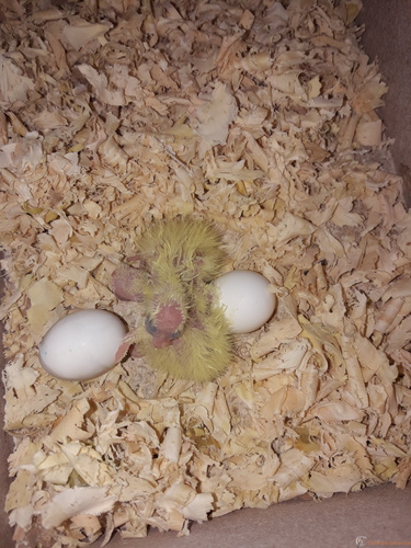 bb n° 1 e 2 em 21-10.jpg