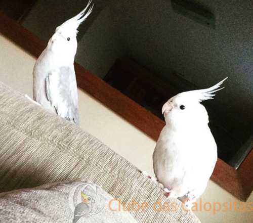 Screen Shot 2016-11-02 at 4.14.44 AM.png