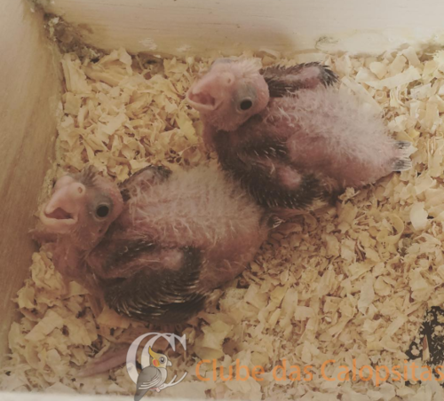 Screen Shot 2016-11-08 at 8.38.54 PM.png