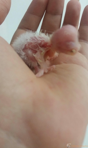 IMG-20150926-WA0025.jpg.6cd5013ebbb876962c7ebdf790247392 (1)-1.jpg