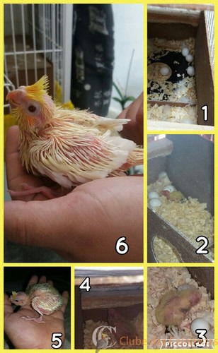 Collage 2016-11-24 23_49_25.jpg