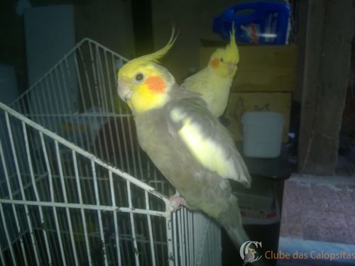 WhatsApp Image 2016-12-26 at 19.08.21.jpeg