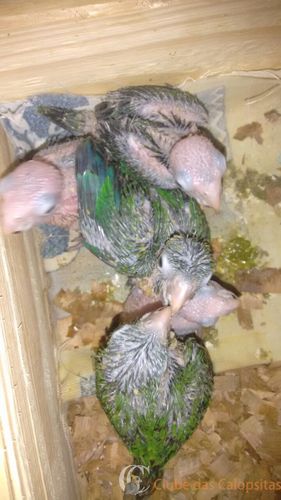 WhatsApp Image 2016-12-29 at 10.04.36.jpeg