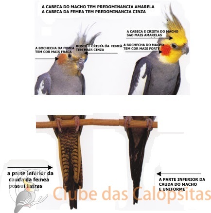 Aprenda-a-Identificar-se-uma-Calopsita-é-Macho-ou-Fêmea.jpg