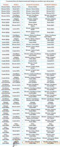 calopsitas cruzamentos.jpg