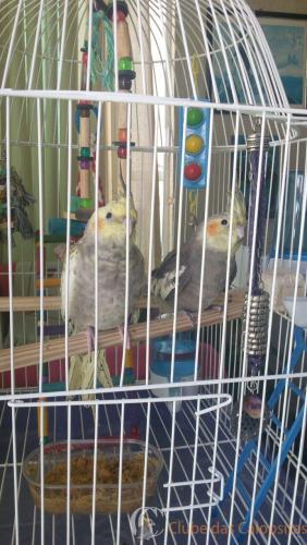 WhatsApp Image 2017-01-10 at 09.43.25.jpeg