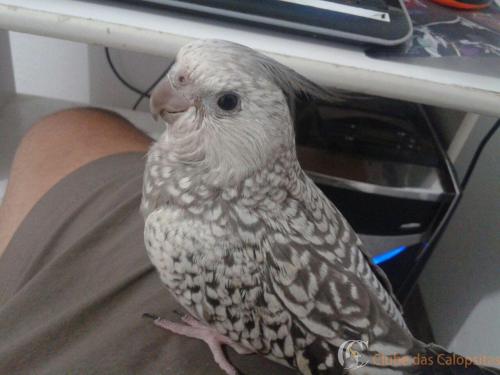 WhatsApp Image 2017-01-23 at 17.49.55.jpeg