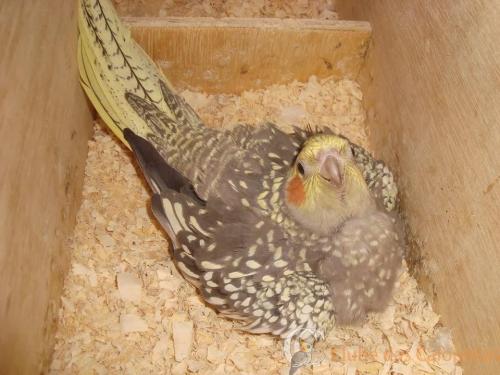 Pérola Cinza Cara Amarela.jpg