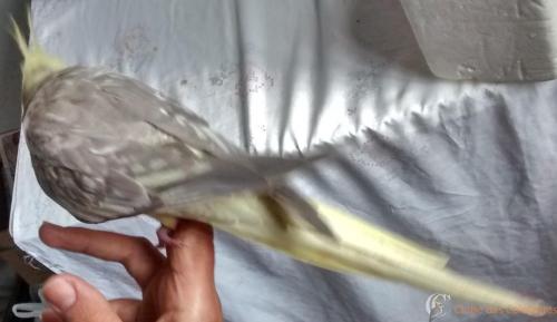 IMG_20170211_160537862_HDR - Cópia.jpg