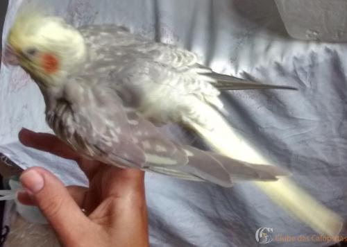 IMG_20170211_160533408_HDR - Cópia.jpg