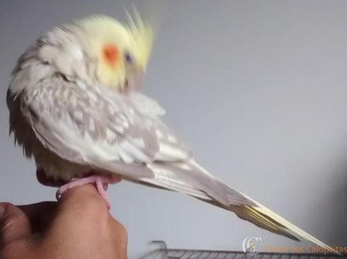 IMG_20170211_160458791 - Cópia.jpg