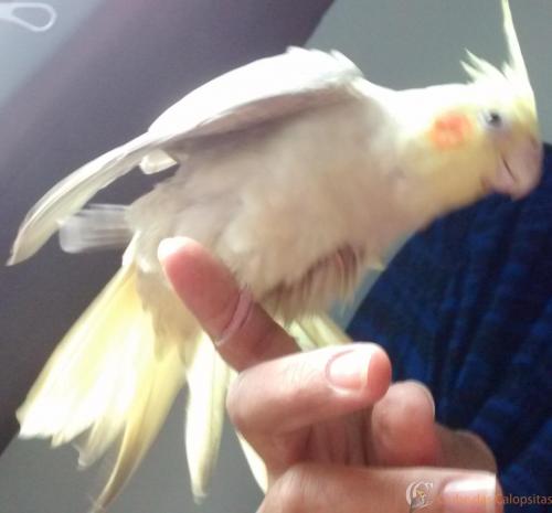 IMG_20170211_160434429 - Cópia.jpg