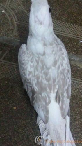 WhatsApp Image 2017-02-13 at 18.55.12.jpeg