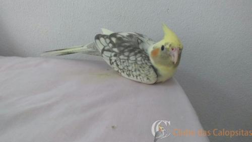 WhatsApp Image 2017-02-23 at 15.25.31.jpeg