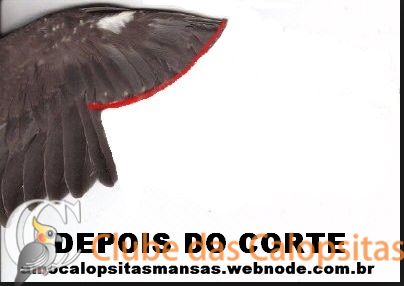 57bb76f065636_corteasa.thumb.png.9852f061b13017eac865f1322358fc70.png