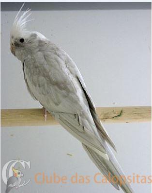 prata olhos negros.JPG