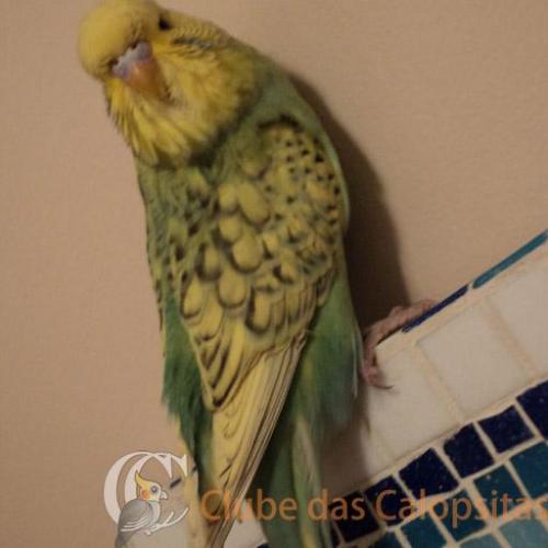 filhote verde claro.JPG