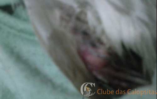 macchuccado pissito.png