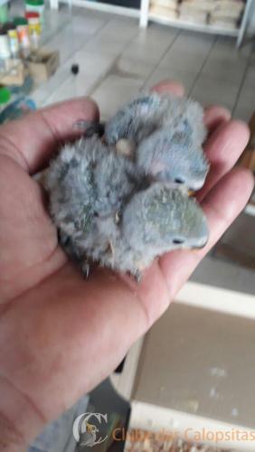 WhatsApp Image 2017-04-06 at 16.44.29.jpeg