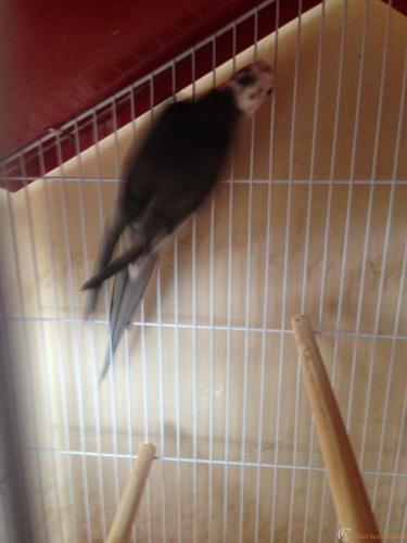 IMG_5745 (1) - Cópia.JPG