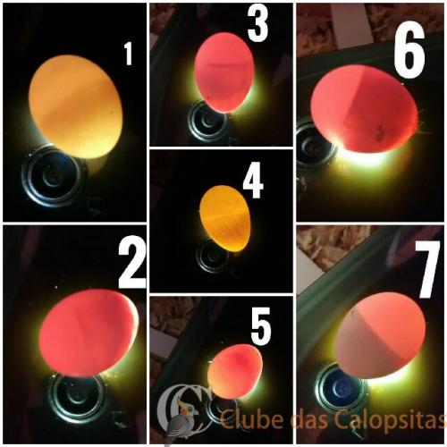 WhatsApp Image 2017-04-08 at 17.25.06.jpeg