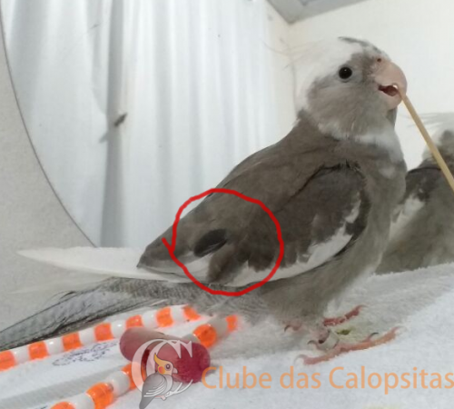 WhatsApp Image 2017-04-25 at 13.11.png-.png