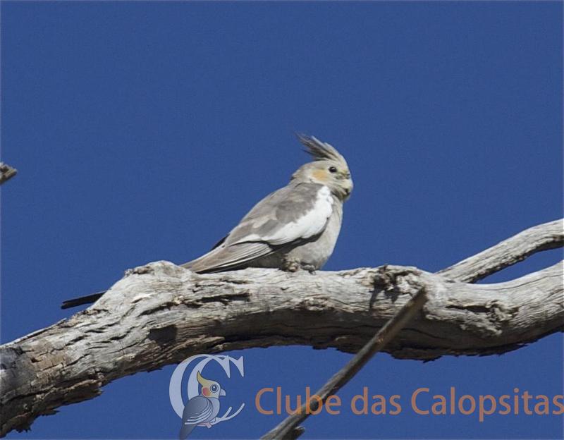 Clube_das_Calopsitas_(54).jpg