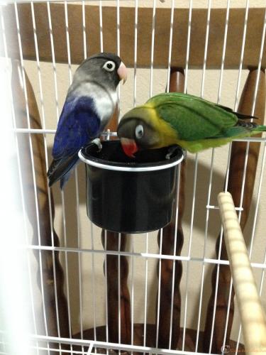 IMG_5690 - Cópia (2).JPG