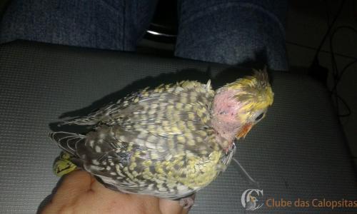 WhatsApp Image 2017-05-11 at 9.45.22 PM.jpeg