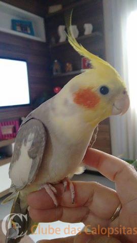 Willy - Arlequim Canela.jpg