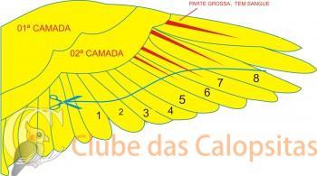aparando asa da calopsita.jpg