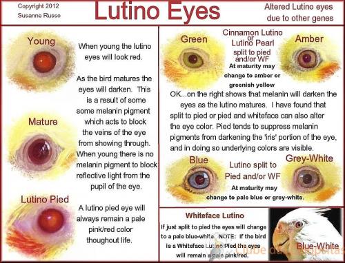 EYE-Lutino-ILLUS.thumb.jpg.4445f6c164361ac027ea723ecfeb0275.jpg