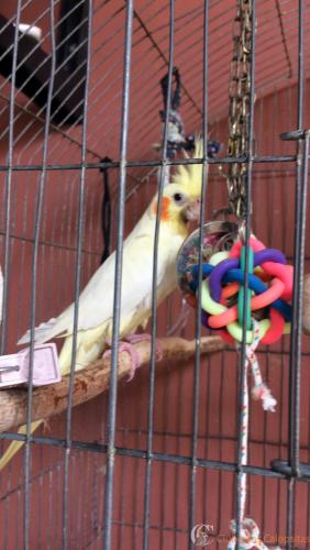 CALOPSITAS BABY (56).JPG