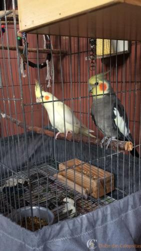 CALOPSITAS BABY (7).JPG