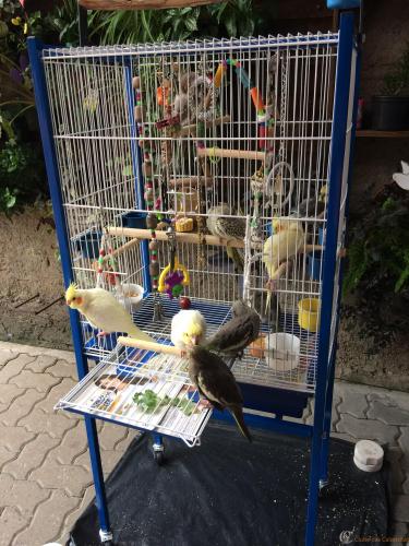 CALOPSITAS BABY (1).JPG