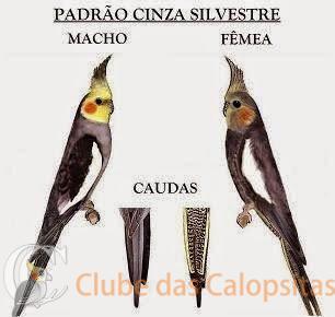Padrão%20Cinza%20Silvestre.JPG