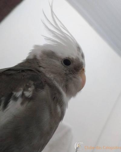 19424845_1908241796097383_8152700392916910080_n (1).jpg