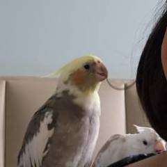 isabelc