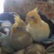Budd e Zoe
