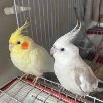 Gabrielle Iasinsthii